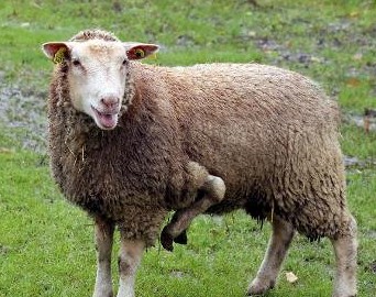 Een Franse boer biedt dit schaap met vijf poten te koop aan. Hij wil 't dier niet naar de slacht brengen en hoopt dat een kinderboerderij het schaap aankoopt.