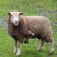 Een Franse boer biedt dit schaap met vijf poten te koop aan. Hij wil 't dier niet naar de slacht brengen en hoopt dat een kinderboerderij het schaap aankoopt.
